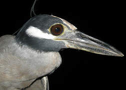 Yellow-crowned Night Heron