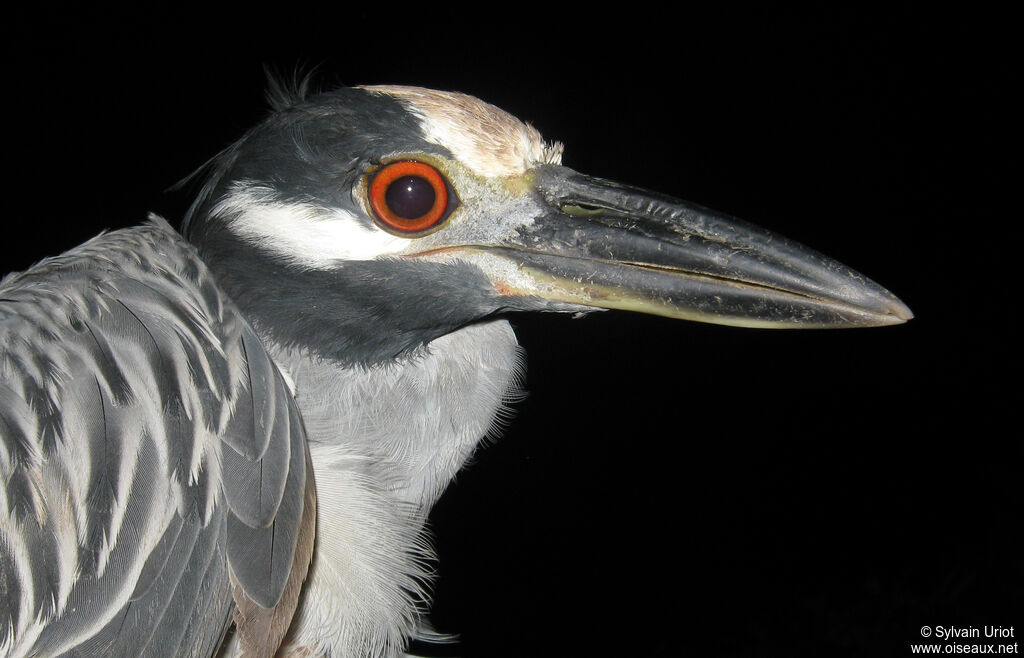 Yellow-crowned Night Heron