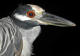 Yellow-crowned Night Heron