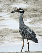 Yellow-crowned Night Heron