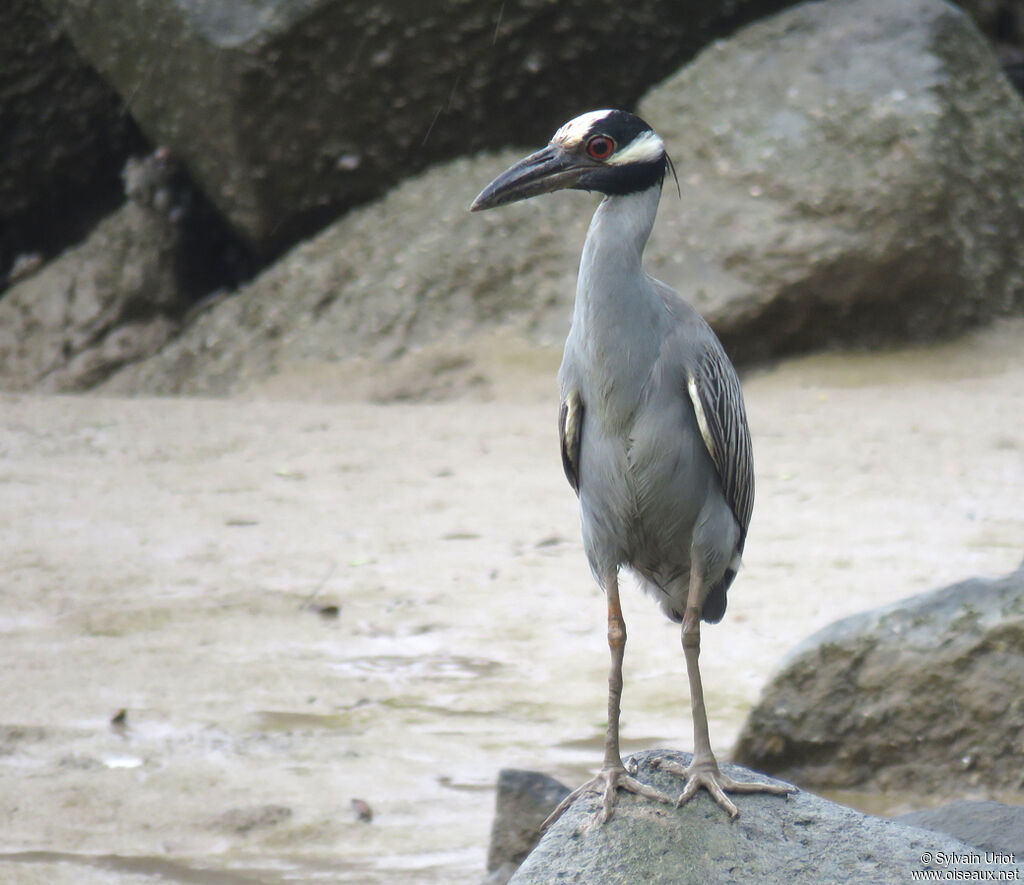 Yellow-crowned Night Heronadult