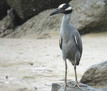 Yellow-crowned Night Heron