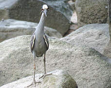 Yellow-crowned Night Heron