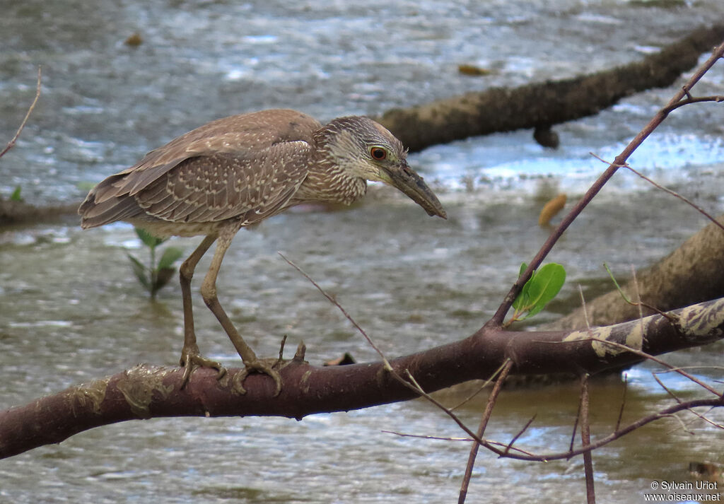 Yellow-crowned Night Heronjuvenile