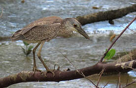 Yellow-crowned Night Heron