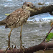 Yellow-crowned Night Heron