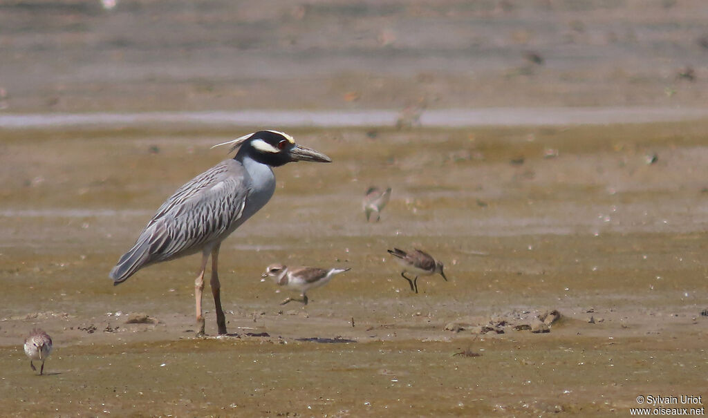 Yellow-crowned Night Heronadult