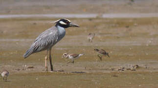 Yellow-crowned Night Heron