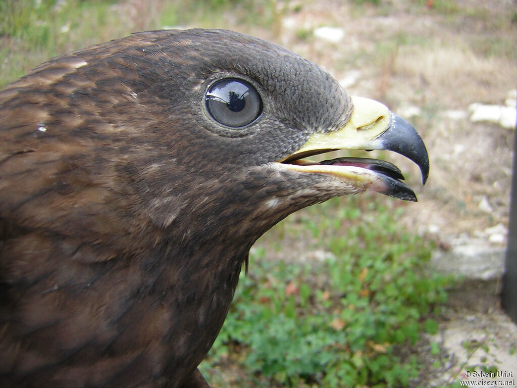 Bondrée apivoreadulte