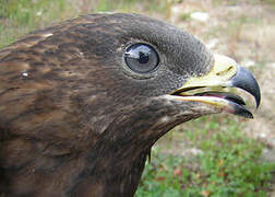 European Honey Buzzard