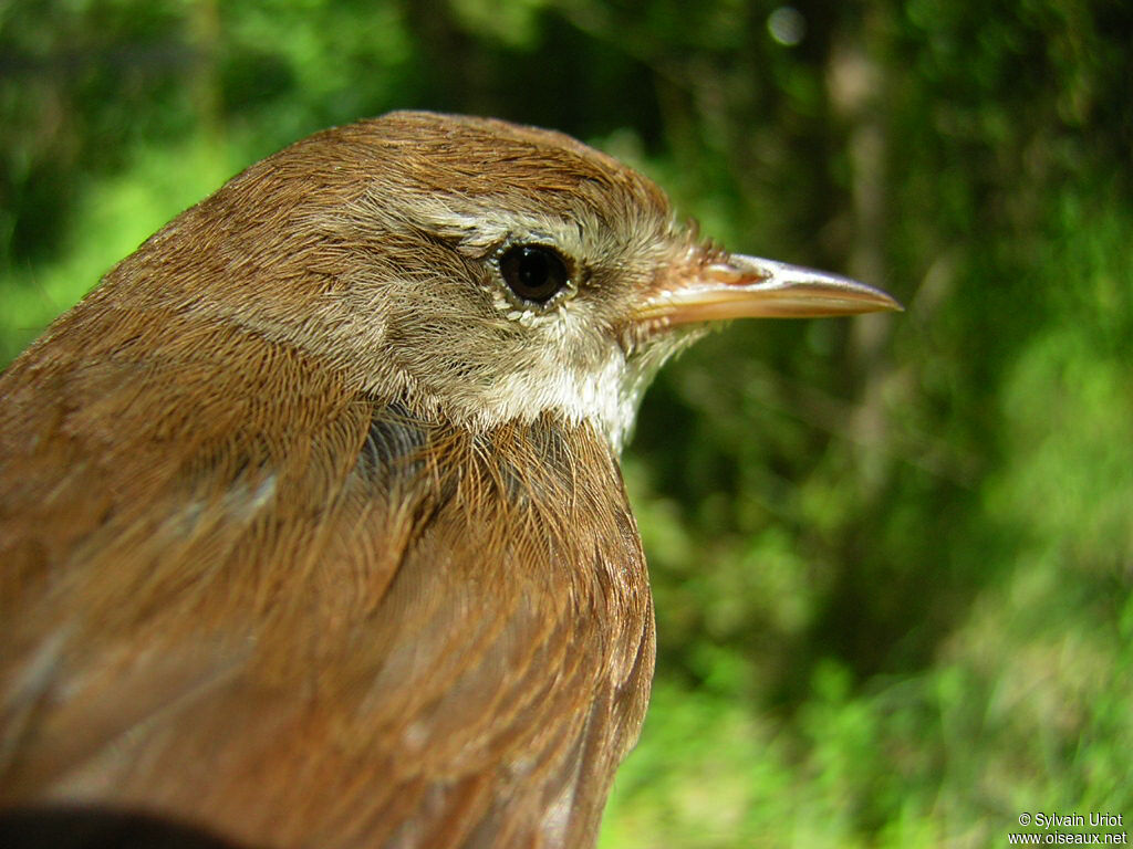 Cetti's Warbler