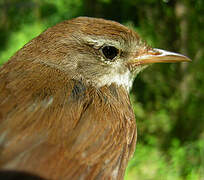 Cetti's Warbler