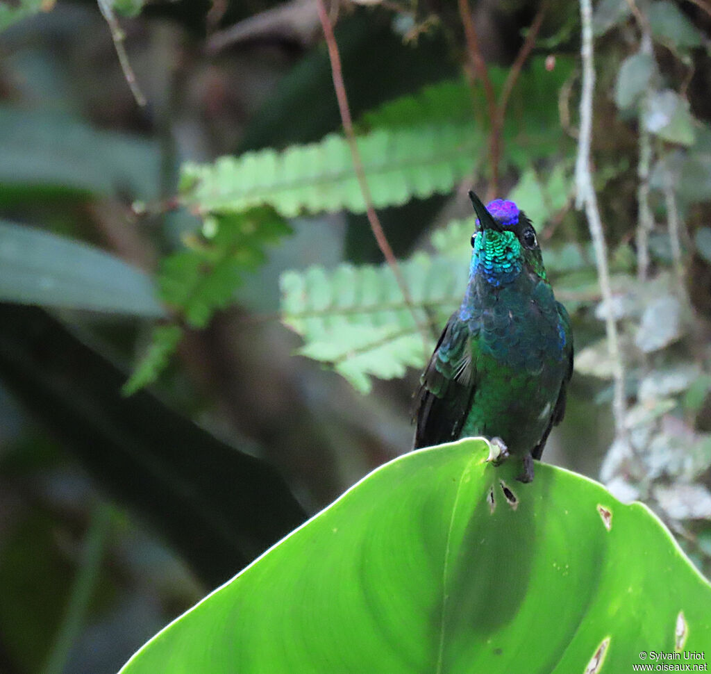 Violet-fronted Brilliant male adult