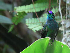 Violet-fronted Brilliant