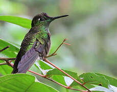 Violet-fronted Brilliant