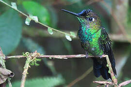 Violet-fronted Brilliant