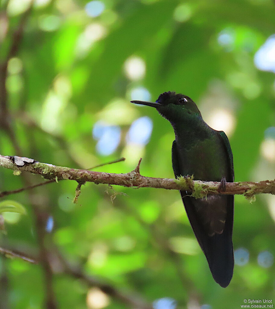 Violet-fronted Brilliant male adult