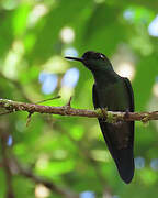 Violet-fronted Brilliant