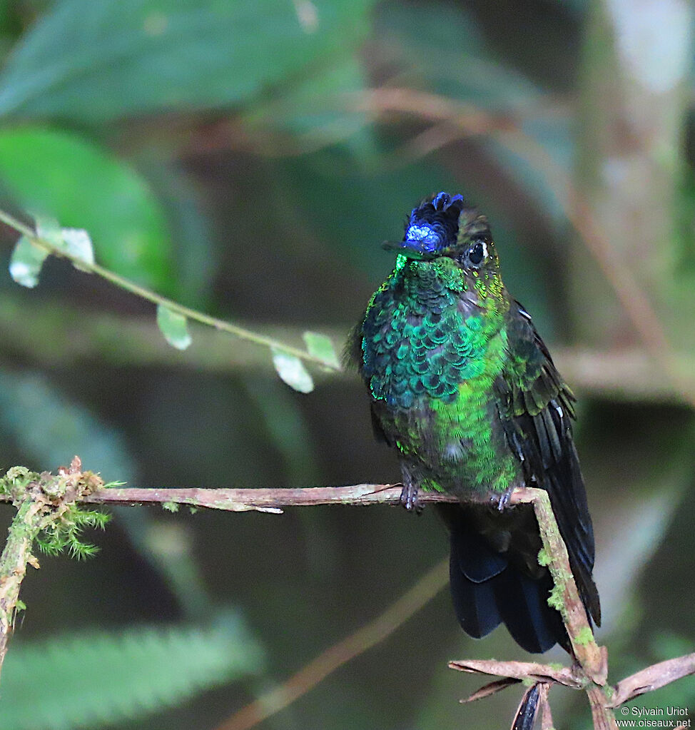 Violet-fronted Brilliant male adult