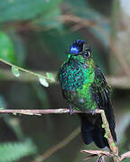 Violet-fronted Brilliant