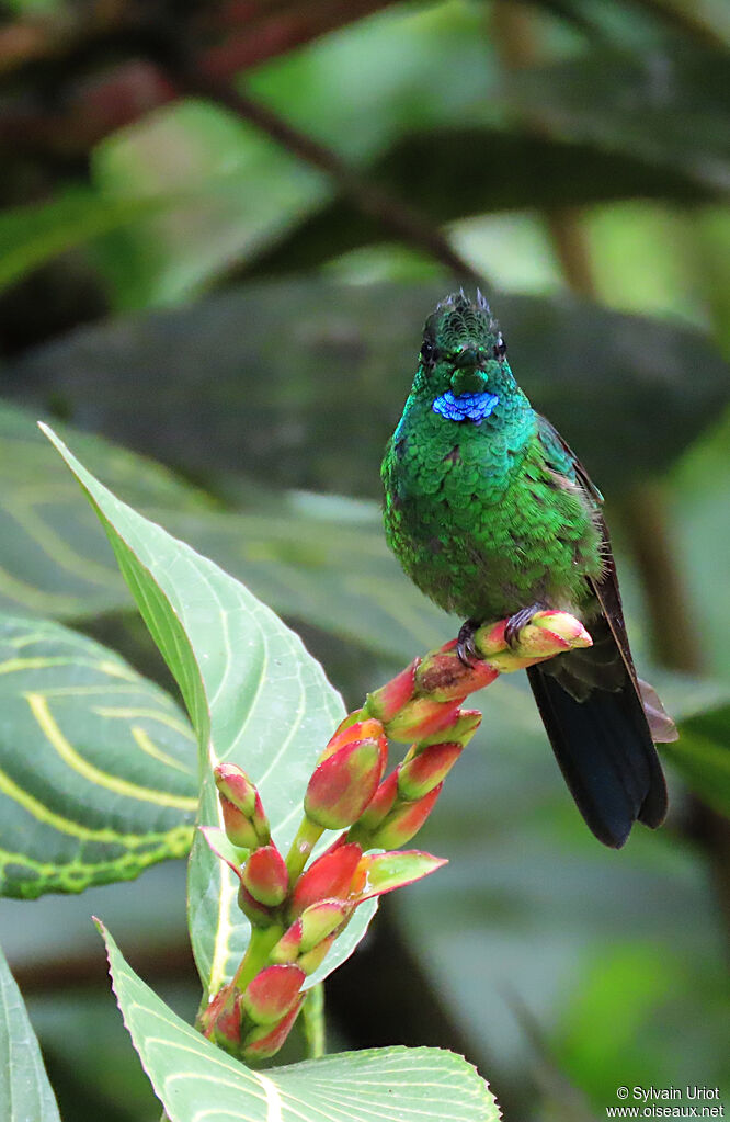 Green-crowned Brilliant male adult