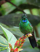 Green-crowned Brilliant