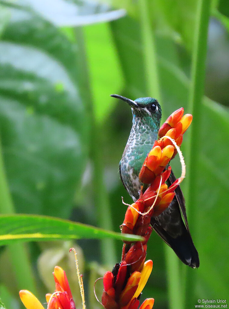 Green-crowned Brilliant female adult