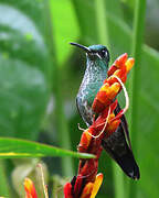 Green-crowned Brilliant