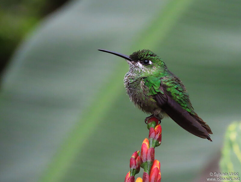 Green-crowned Brilliant female adult