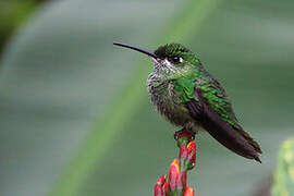 Green-crowned Brilliant