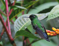 Green-crowned Brilliant