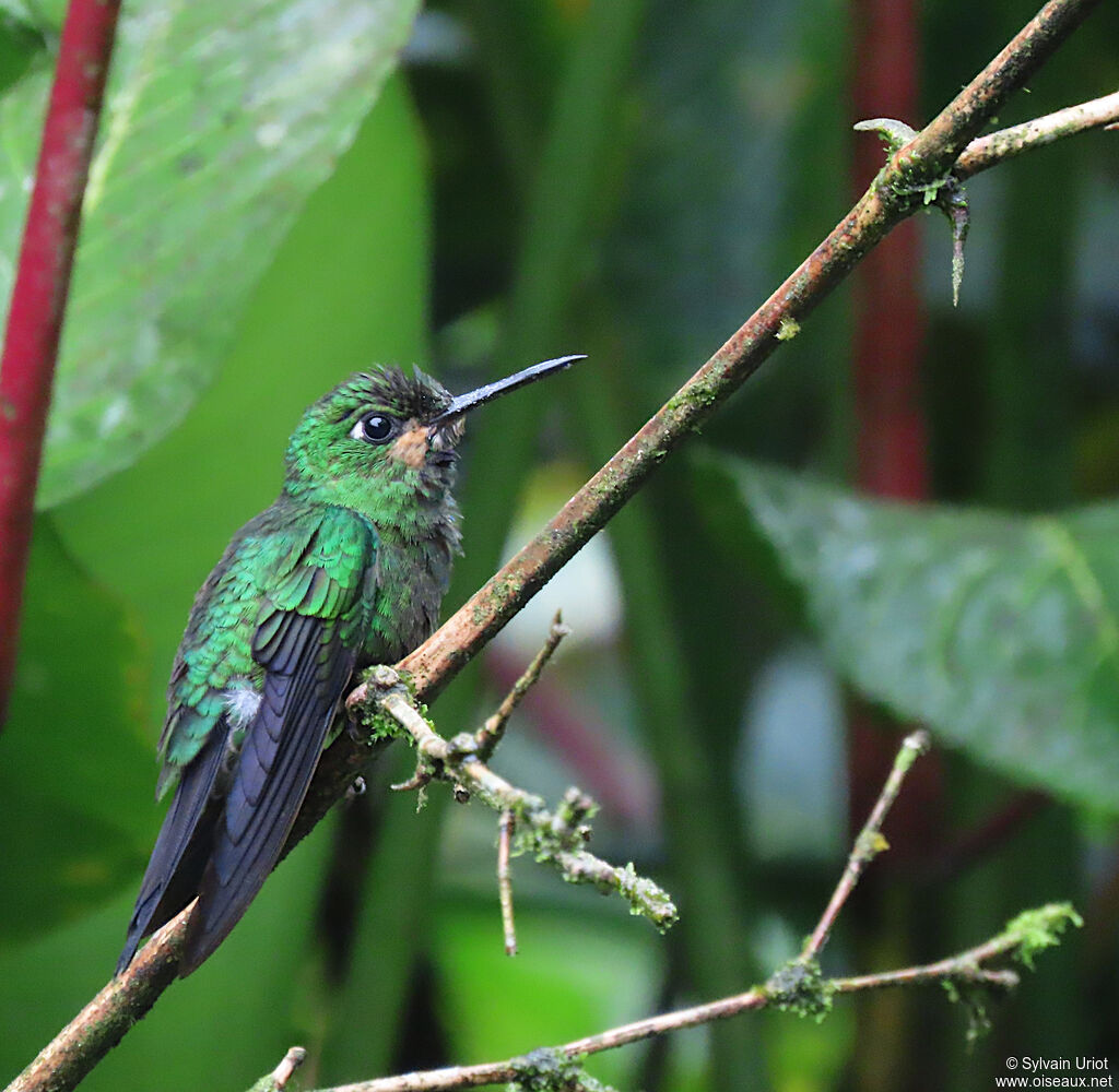 Green-crowned Brilliant male immature