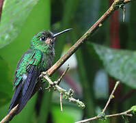 Green-crowned Brilliant