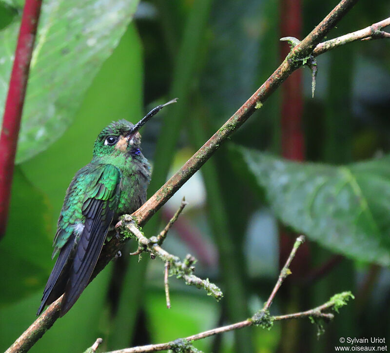 Green-crowned Brilliant male immature