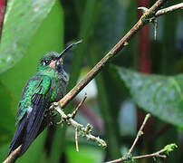 Green-crowned Brilliant