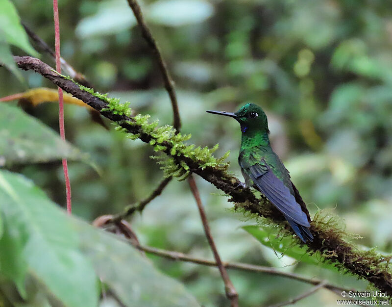Green-crowned Brilliant male adult