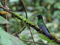 Green-crowned Brilliant