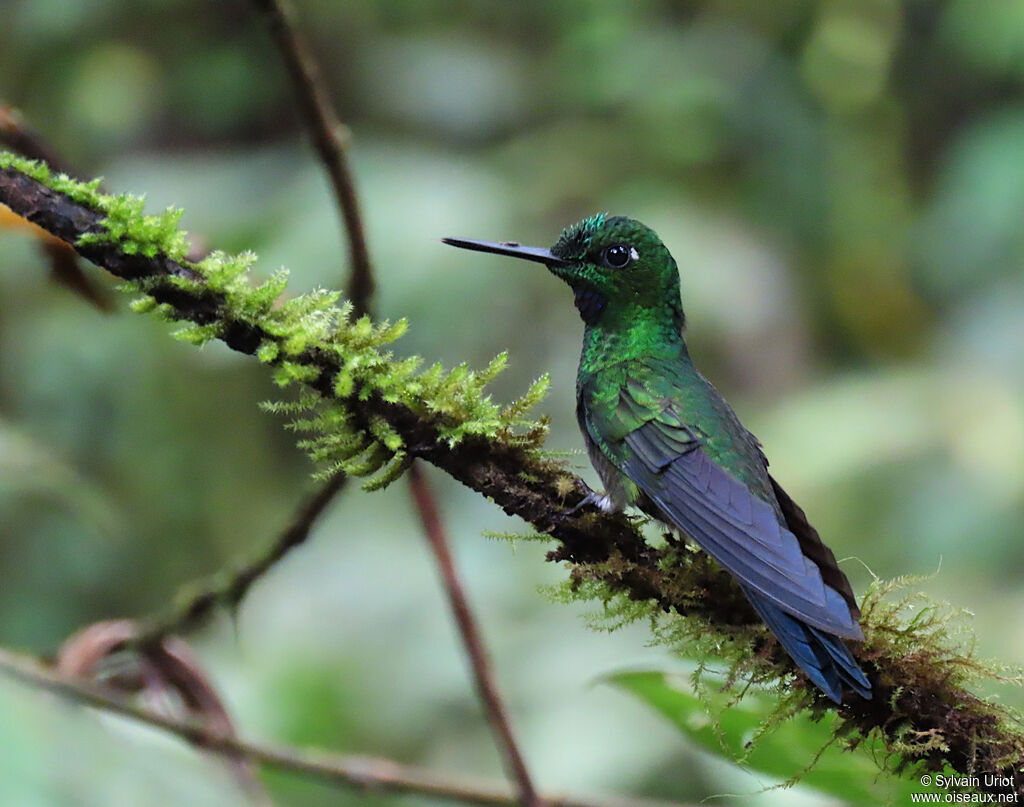 Green-crowned Brilliant male adult