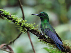 Green-crowned Brilliant