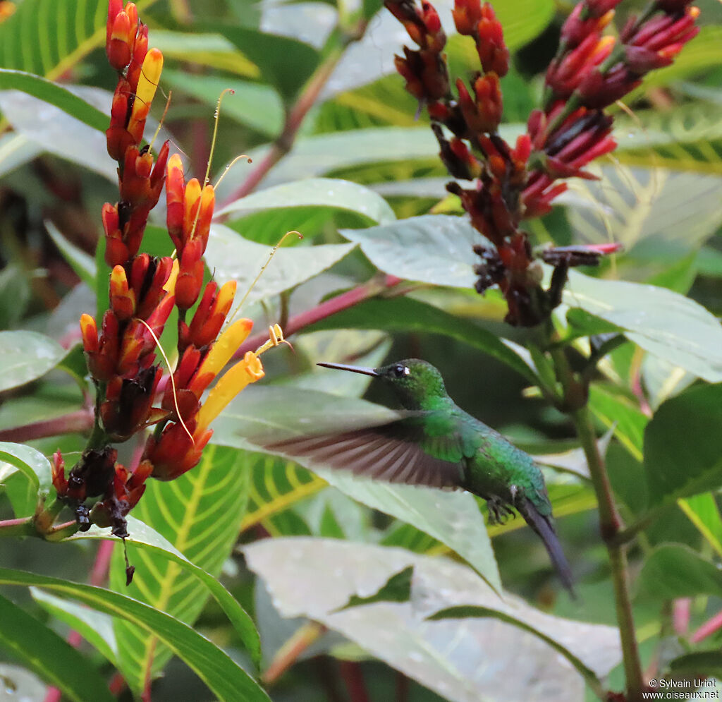 Green-crowned Brilliant male adult