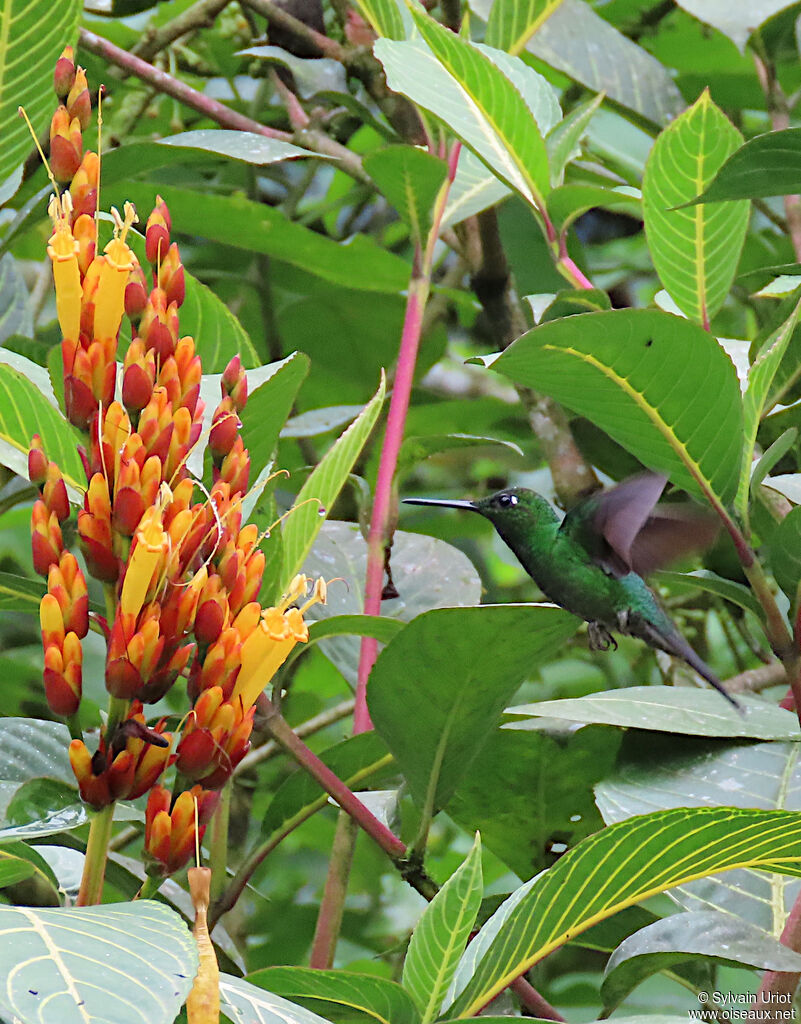 Green-crowned Brilliant male adult