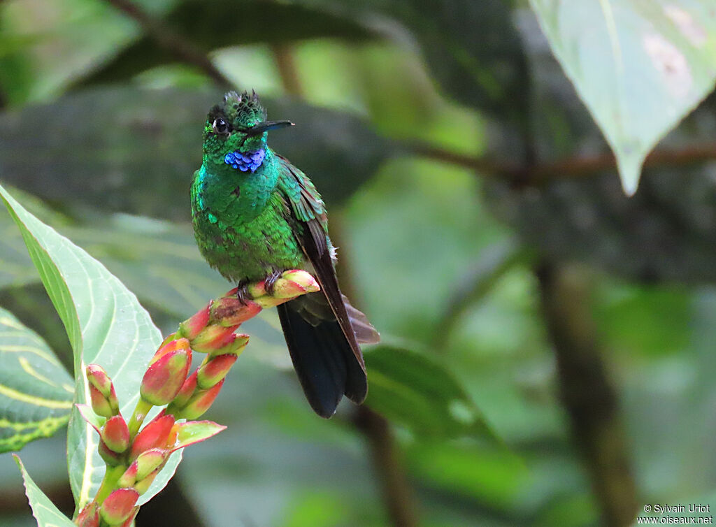 Green-crowned Brilliant male adult