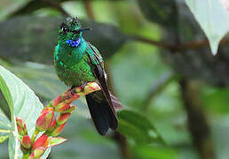 Green-crowned Brilliant