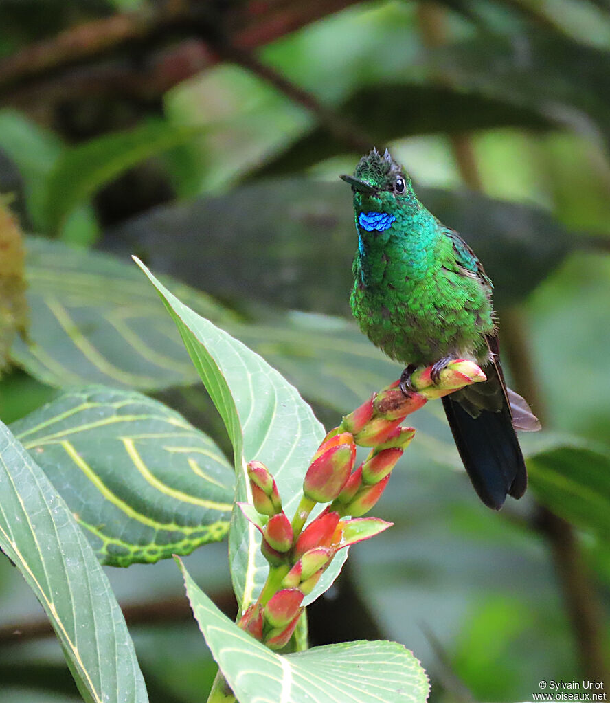 Green-crowned Brilliant male adult