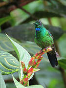 Green-crowned Brilliant