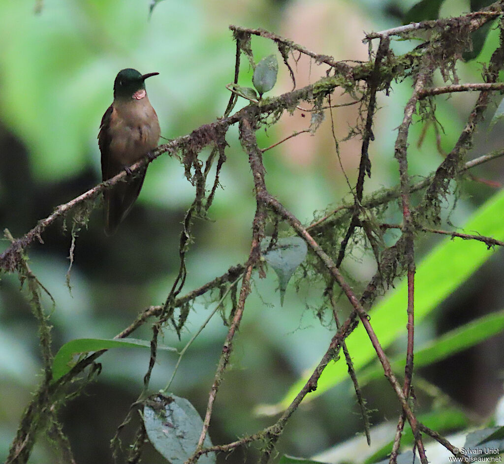 Fawn-breasted Brilliant male adult