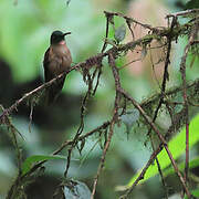 Fawn-breasted Brilliant