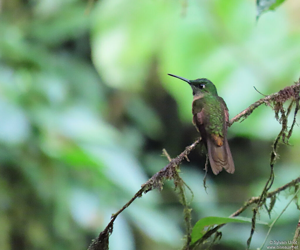 Fawn-breasted Brilliant male adult