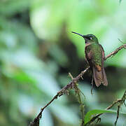 Fawn-breasted Brilliant