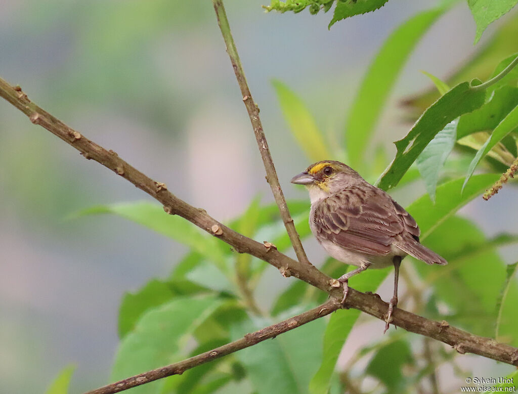 Yellow-browed Sparrowadult